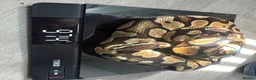 Python Snake reptiles for sale: Ball pythons for sale.  - Advert 3