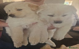 German Shepherd dogs for sale: 2 white German shepherd's  - Image 3