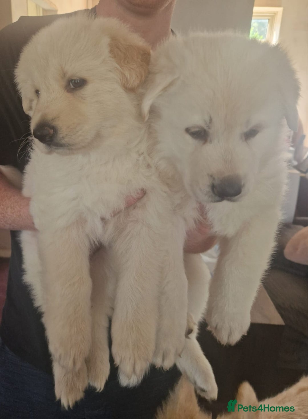 German Shepherd dogs for sale: 2 white German shepherd's  - Image 3