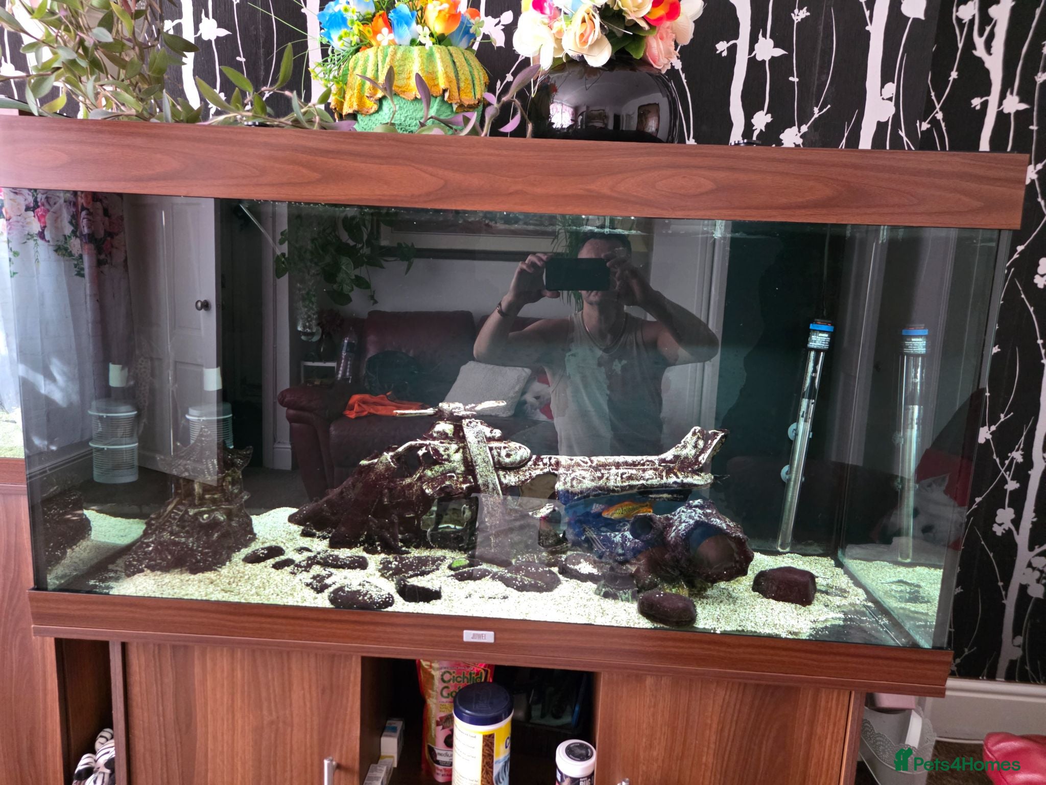 Plecos fish Pleco plus full set up tank - Advert 2