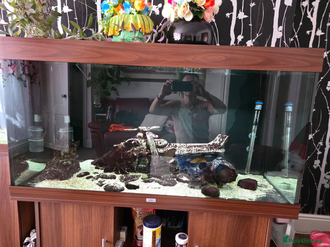 Plecos fish for sale: Pleco plus full set up tank in Birmingham - Advert 1
