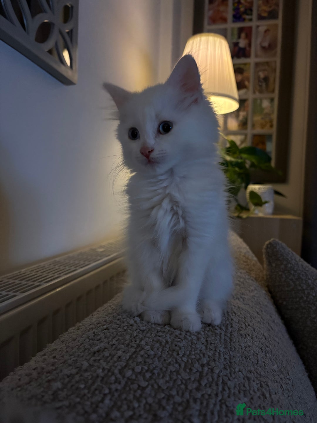 Mixed Breed cats for sale: Kitten for sale  - Image 3