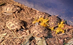 Tortoise reptiles for sale: HERMANNS TORTOISE BABIES HATCHED UK JULY 2025 - Image 4