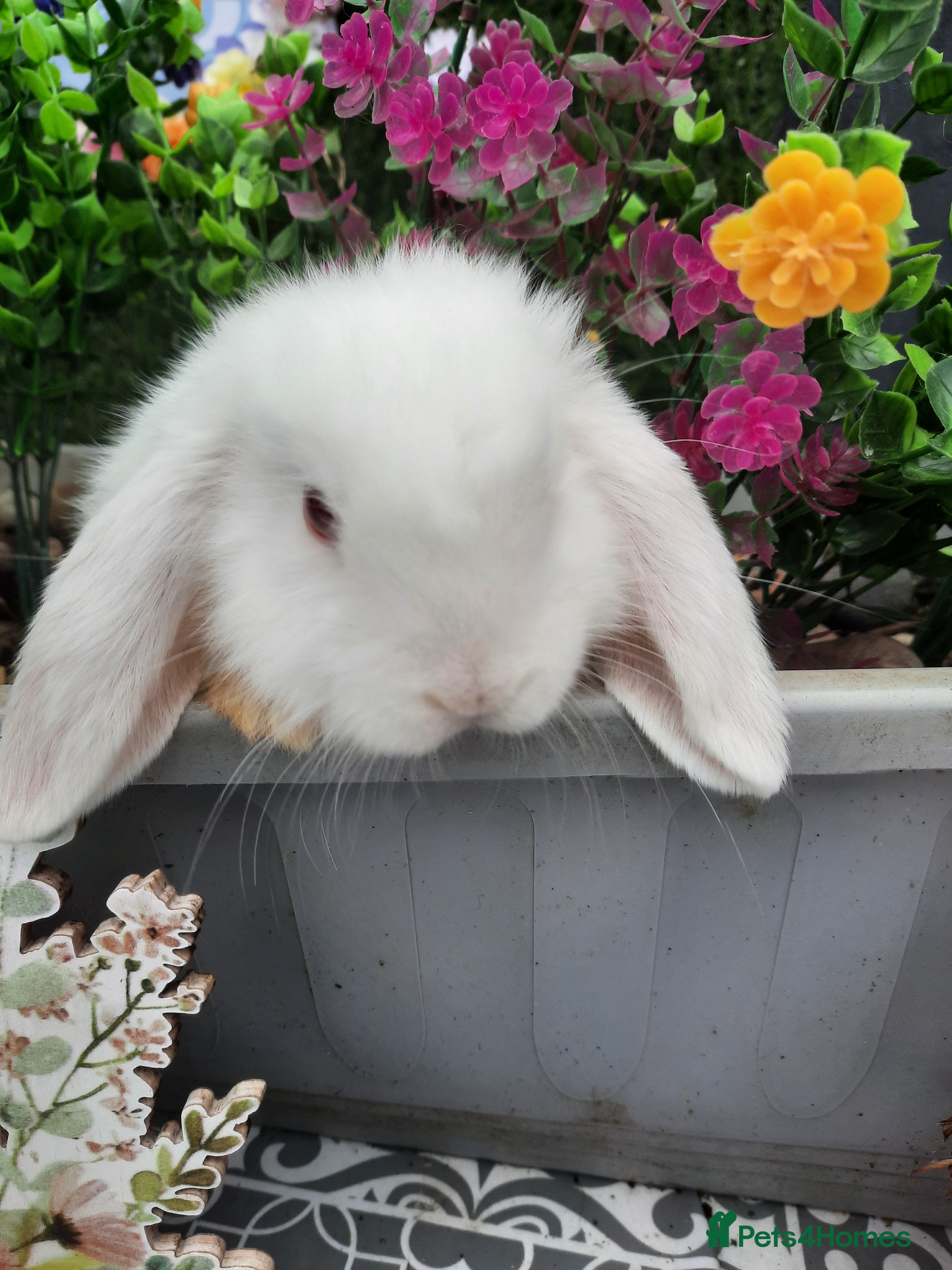 Mini Lop rabbits Mini lop baby last girl  - Advert 9