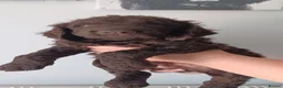 Irish Water Spaniel dogs for sale: KC Registered Irish Water Spaniel pups - Advert 7