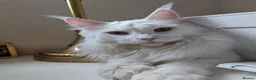 Maine Coon cats for sale: Beautiful Queen Snowy - Advert 10
