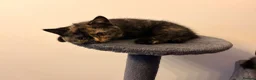 British Shorthair cats for sale: GCCF - BSH Girls - looking for forever homes  - Advert 17