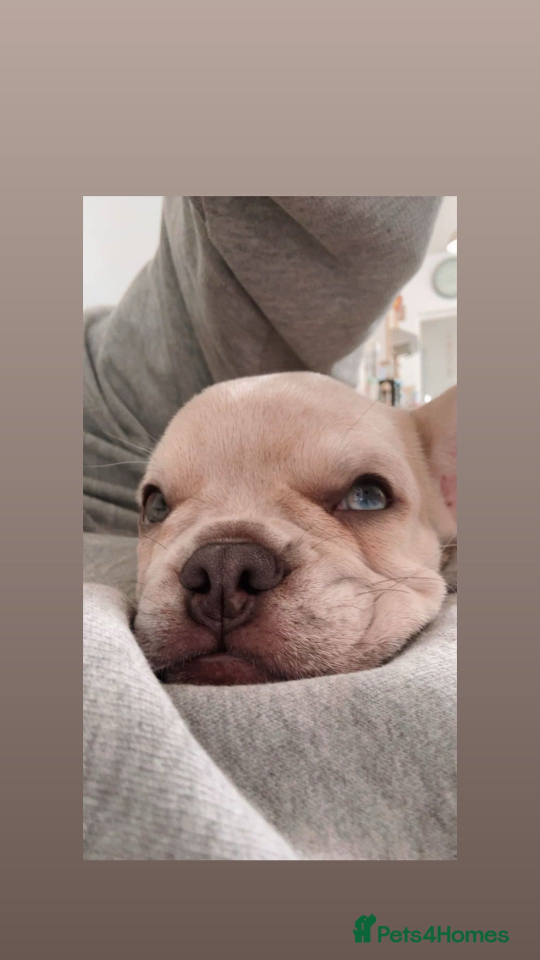 French Bulldog dogs for sale: French bull dog  - Image 3