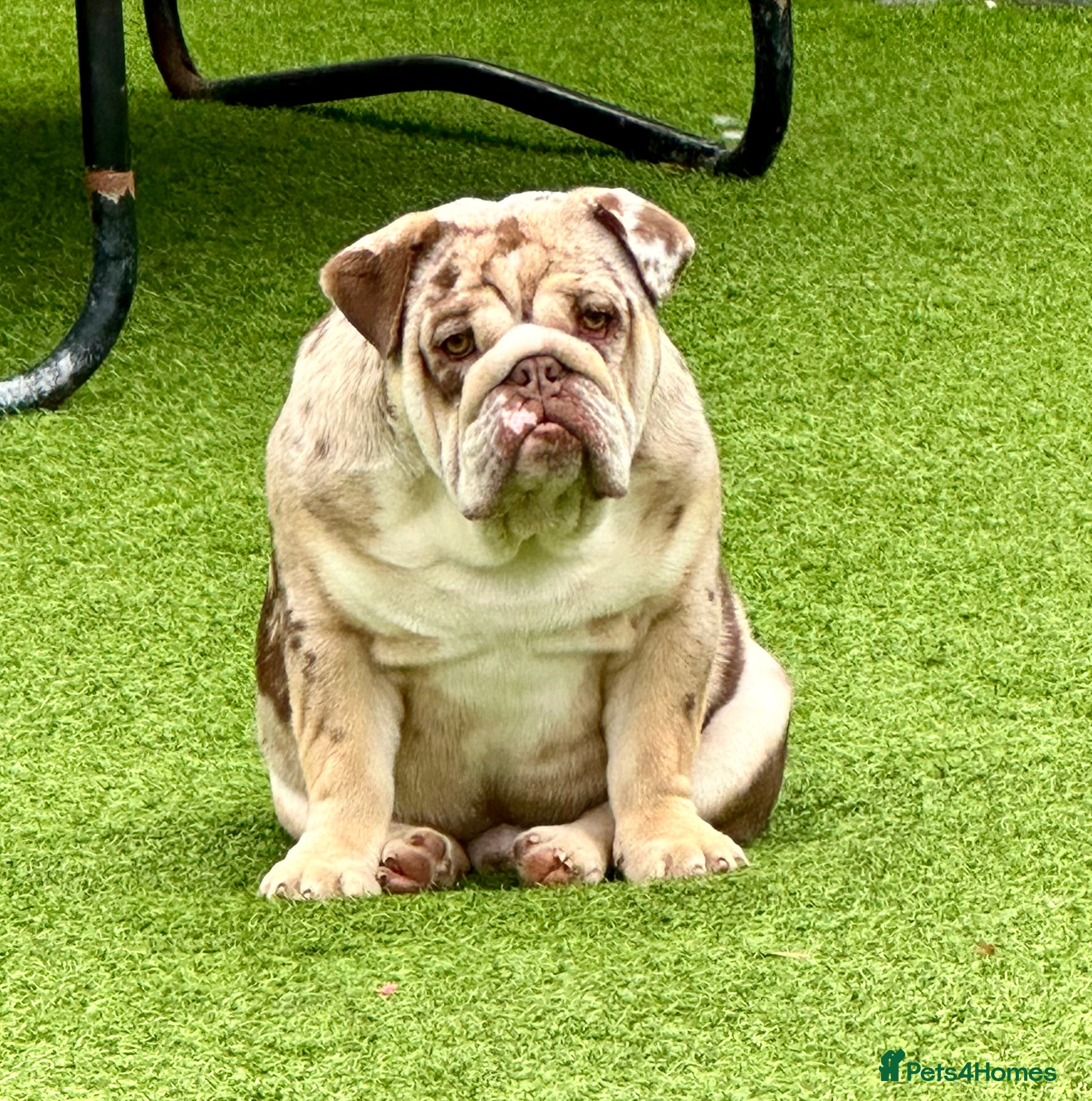 English Bulldog dogs Chocolate and tan merle For Stud  - Advert 13