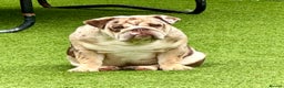 English Bulldog dogs for stud: Chocolate and tan merle For Stud  in London - Advert 3
