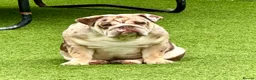 English Bulldog dogs for stud: Chocolate and tan merle For Stud  in London - Advert 3