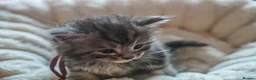 Maine Coon cats for sale: Gorgeous Mainecoon kittens ready 10th June  - Advert 23