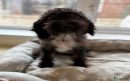 Mixed Breed dogs for sale: Cocker x bedlington puppy’s  - Image 9