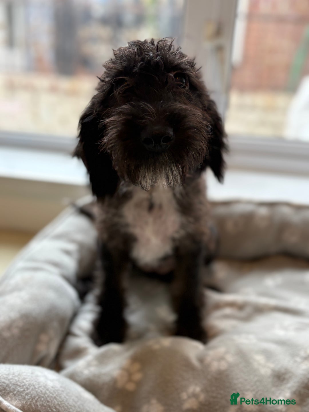 Mixed Breed dogs for sale: Cocker x bedlington puppy’s  - Image 9