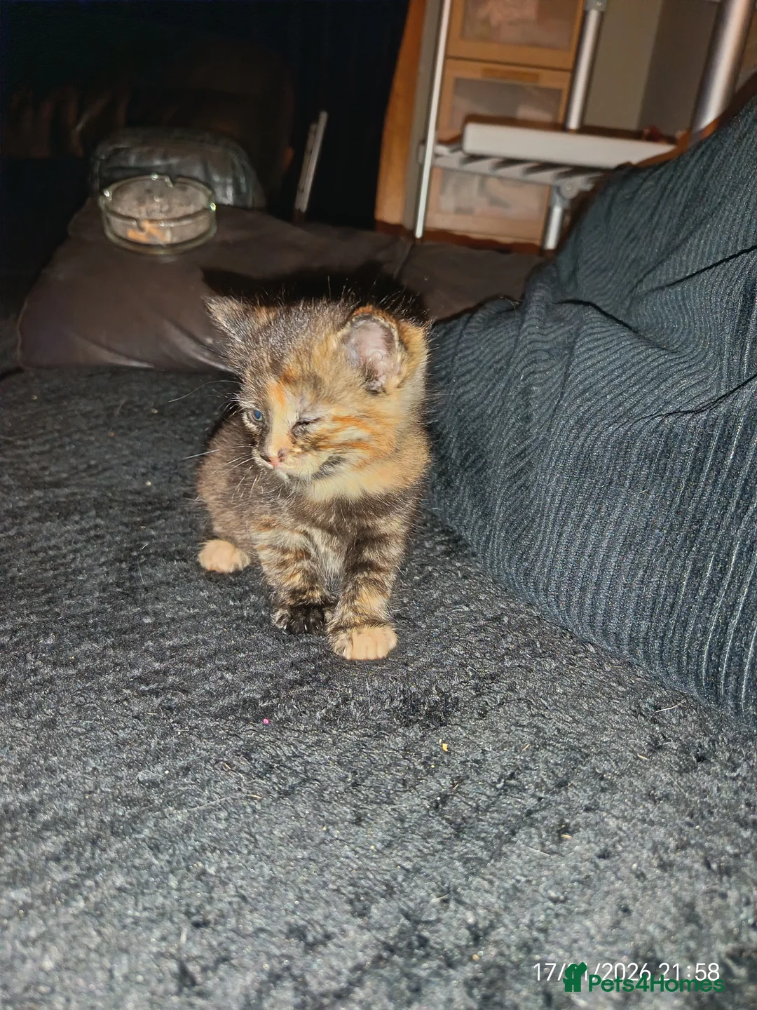 Mixed Breed cats for sale: Tortieshell female kitten - Advert 10