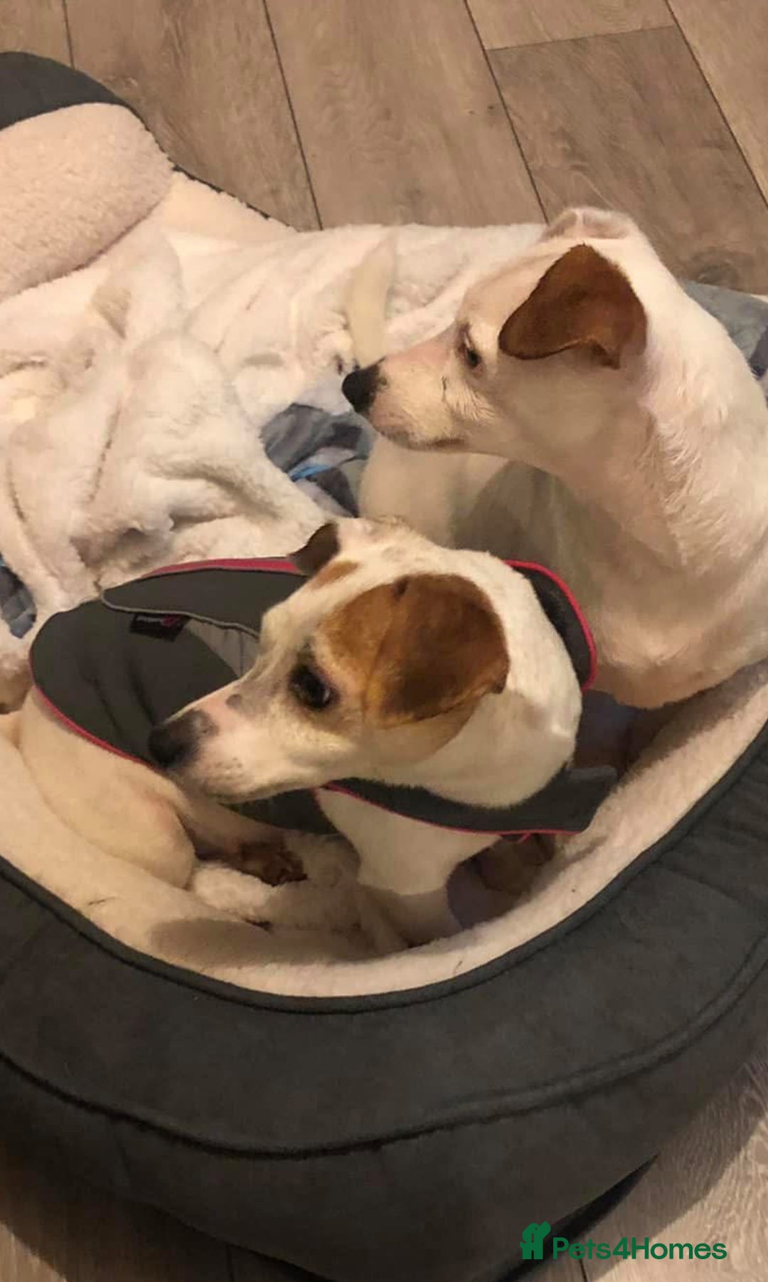 Jack Russell dogs for sale: Jacks need rehoming together  - Advert 2