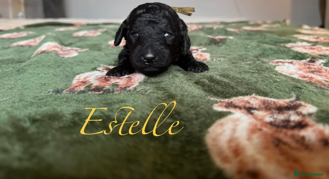 Standard Poodle dogs for sale: Show line standard poodles  - Advert 3