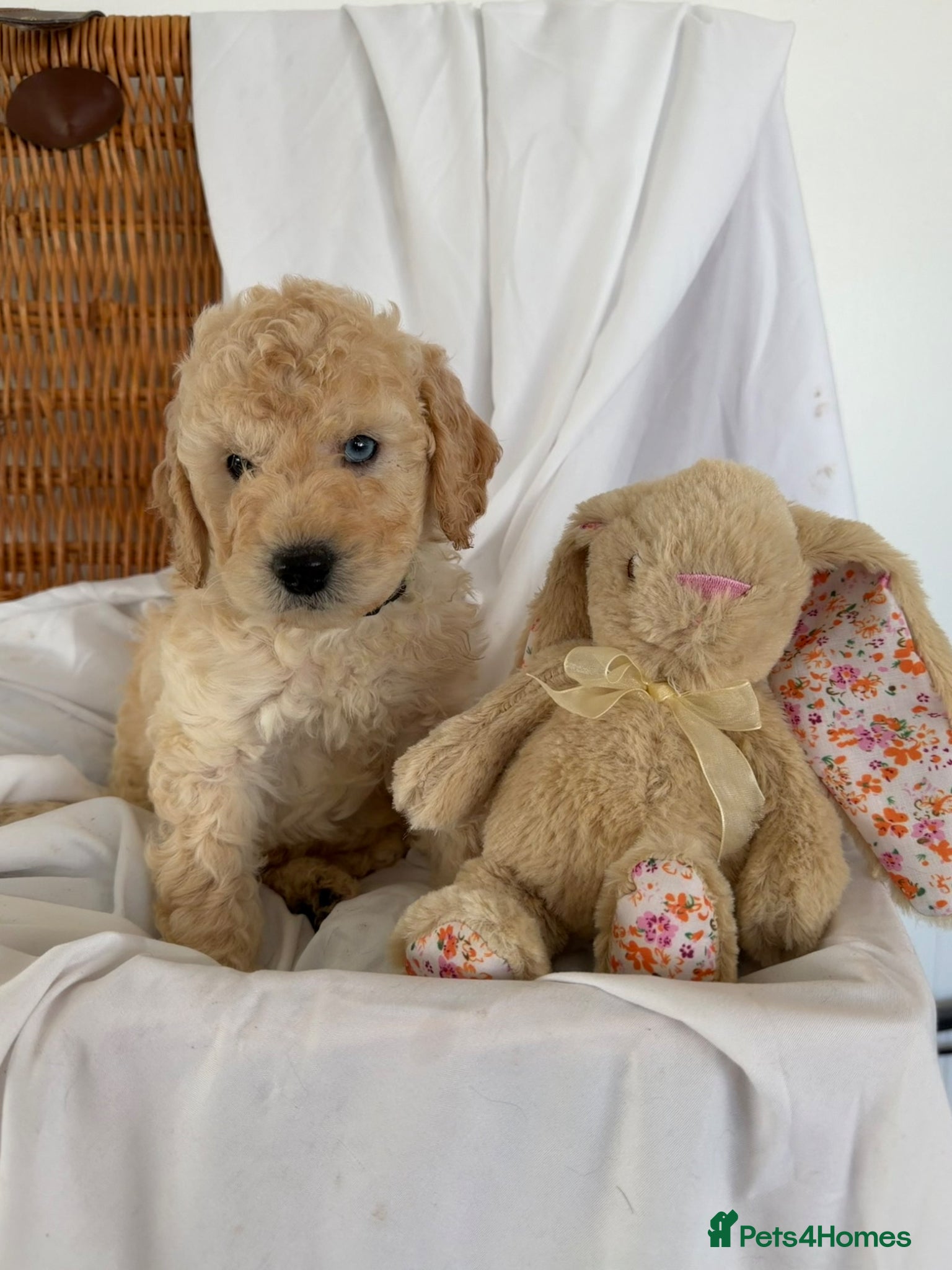 Cockapoo dogs Cockapoo puppies  - Advert 3