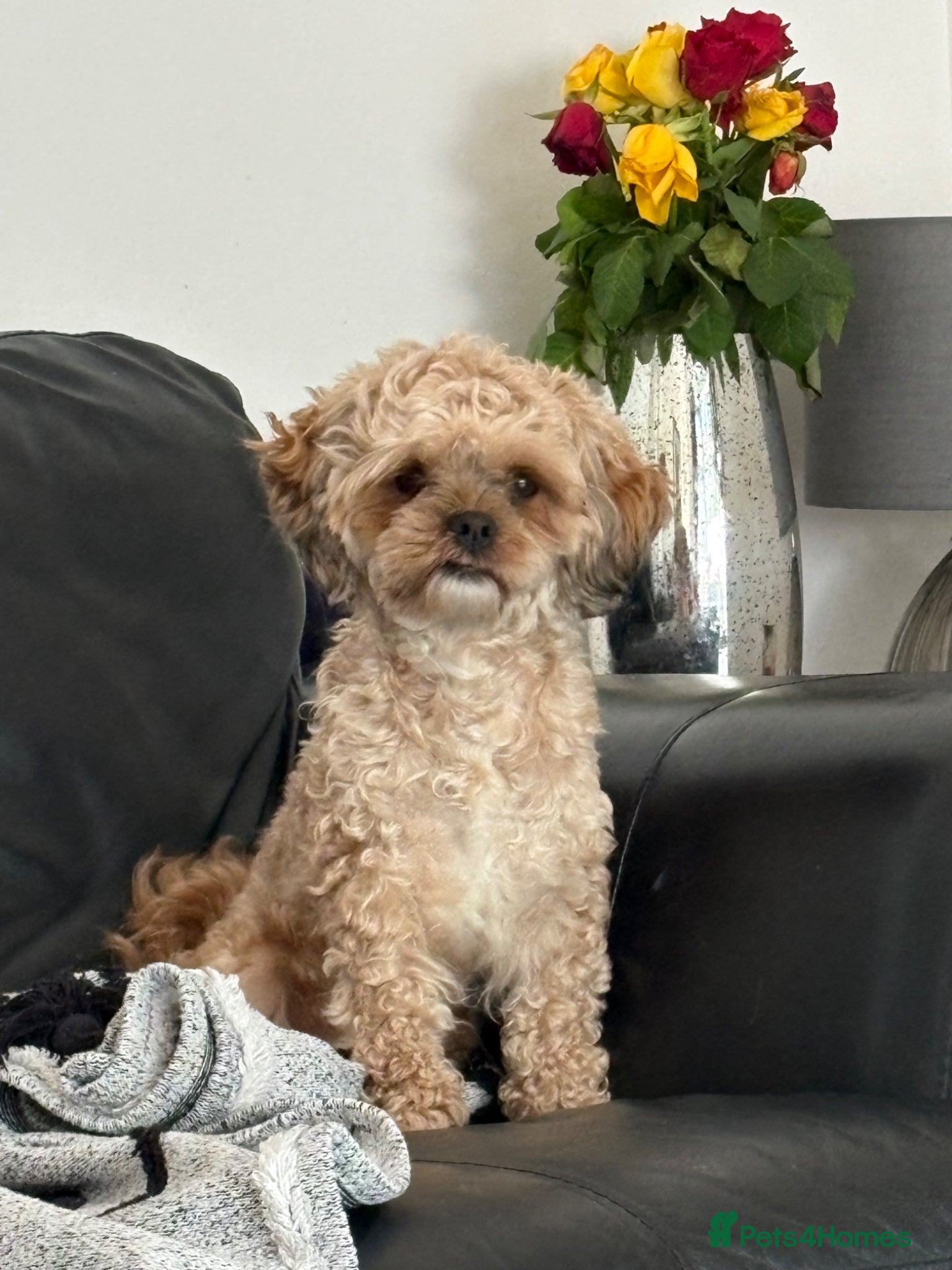 Mixed Breed dogs for sale: Shihpoo x miniture chocolate dachshund schweenies - Advert 6