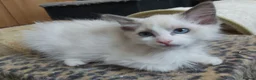 Ragdoll cats for sale: RAGDOLLS GIRL SEAL POINT BICOLOUR BLUE EYES  - Advert 8