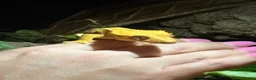 Gecko reptiles for sale: Lovely Crested Gecko and complete setup in Ardrossan - Advert 1