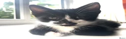 Ragdoll cats for sale: Mum Ragdoll X Dad British blu X - Advert 5