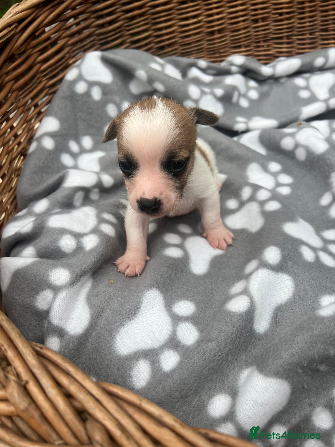 Jack Russell dogs for sale: 3 Jack Russell boy pups - Image 3