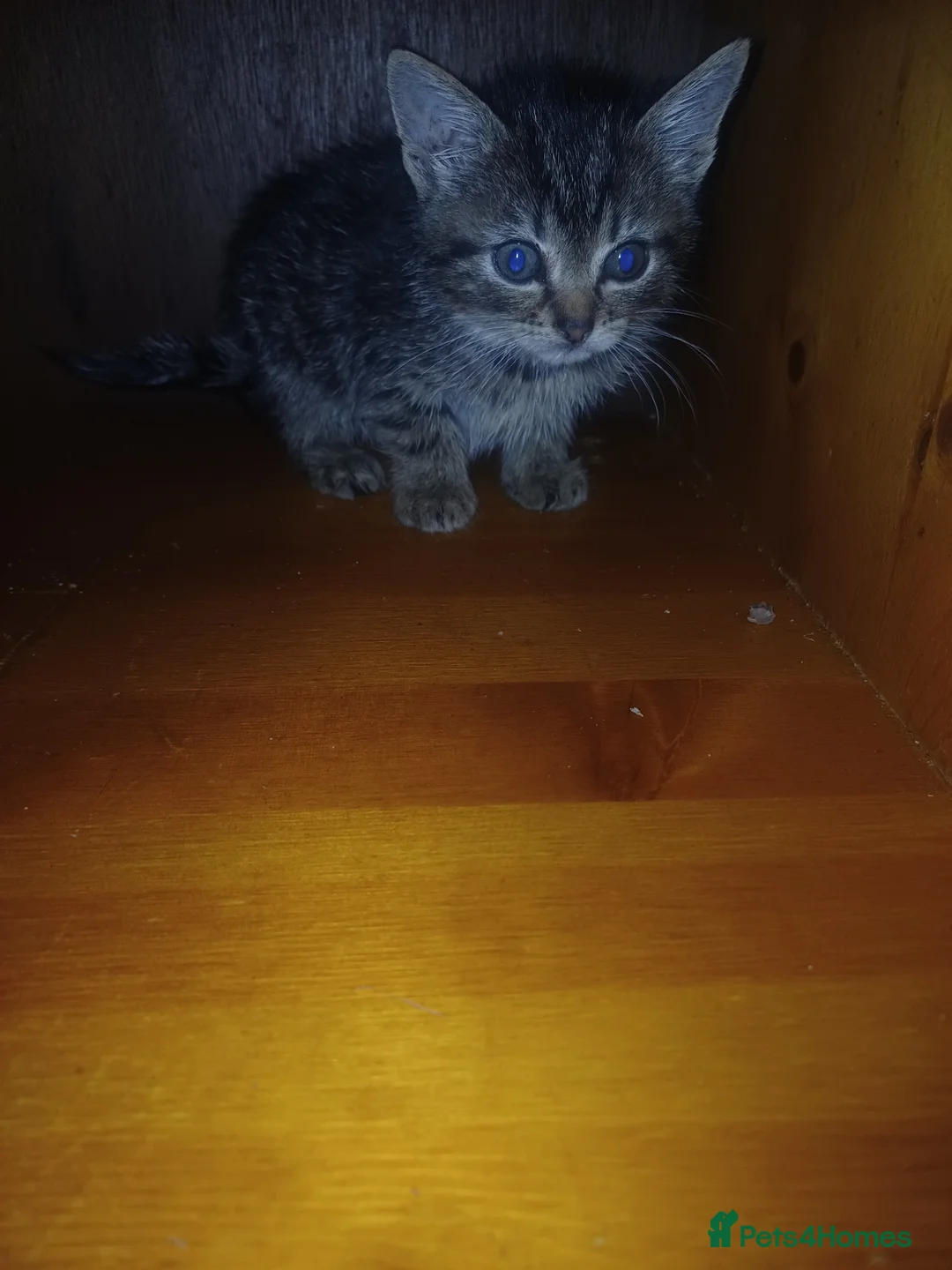 Mixed Breed cats for sale: 5 Cute Kittens Looking for New Homes - Advert 2