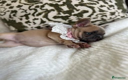 French Bulldog dogs for sale: Quality French Bulldog Puppies L4 carriers - Image 14