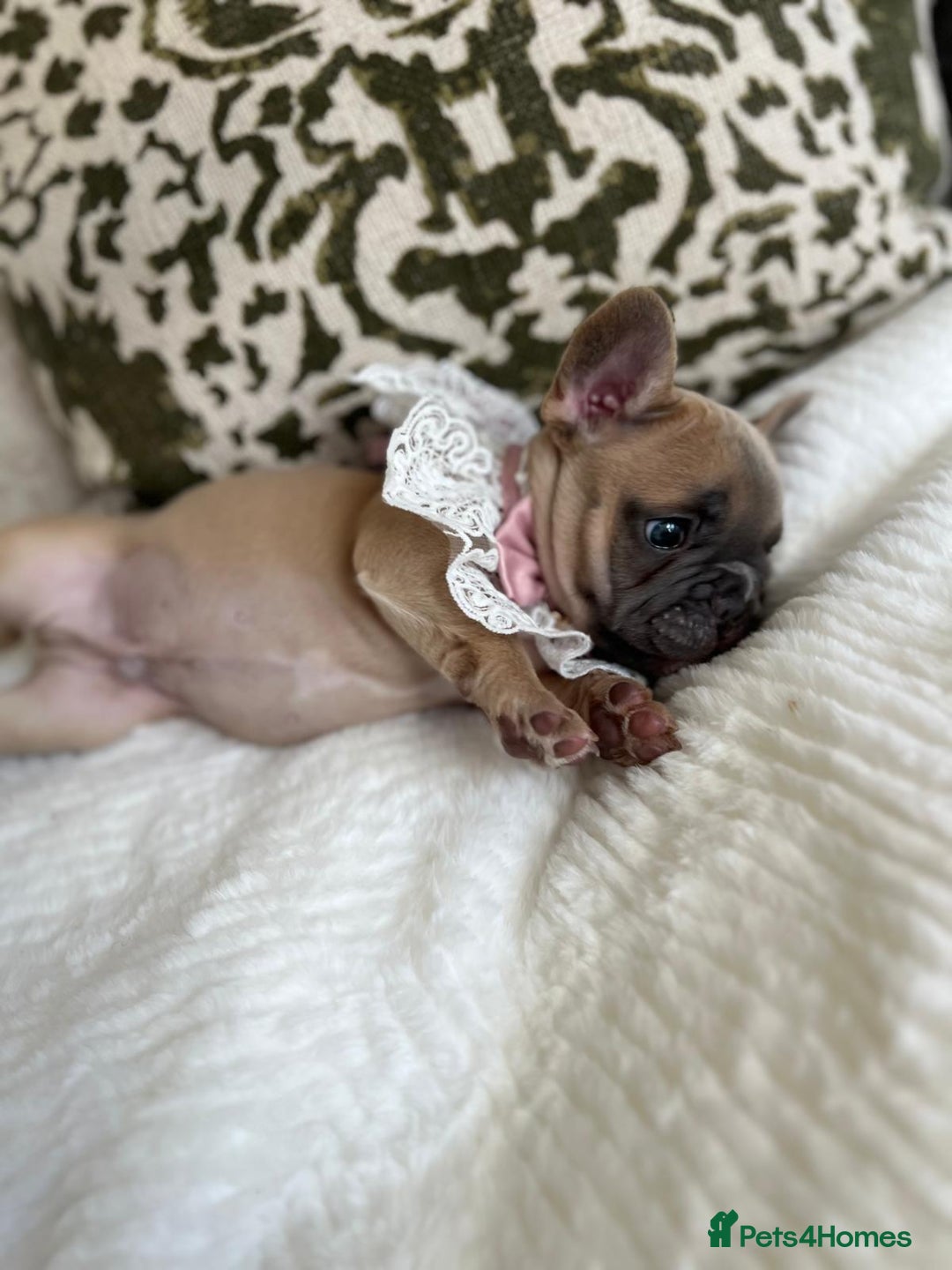 French Bulldog dogs for sale: Quality French Bulldog Puppies L4 carriers - Image 14