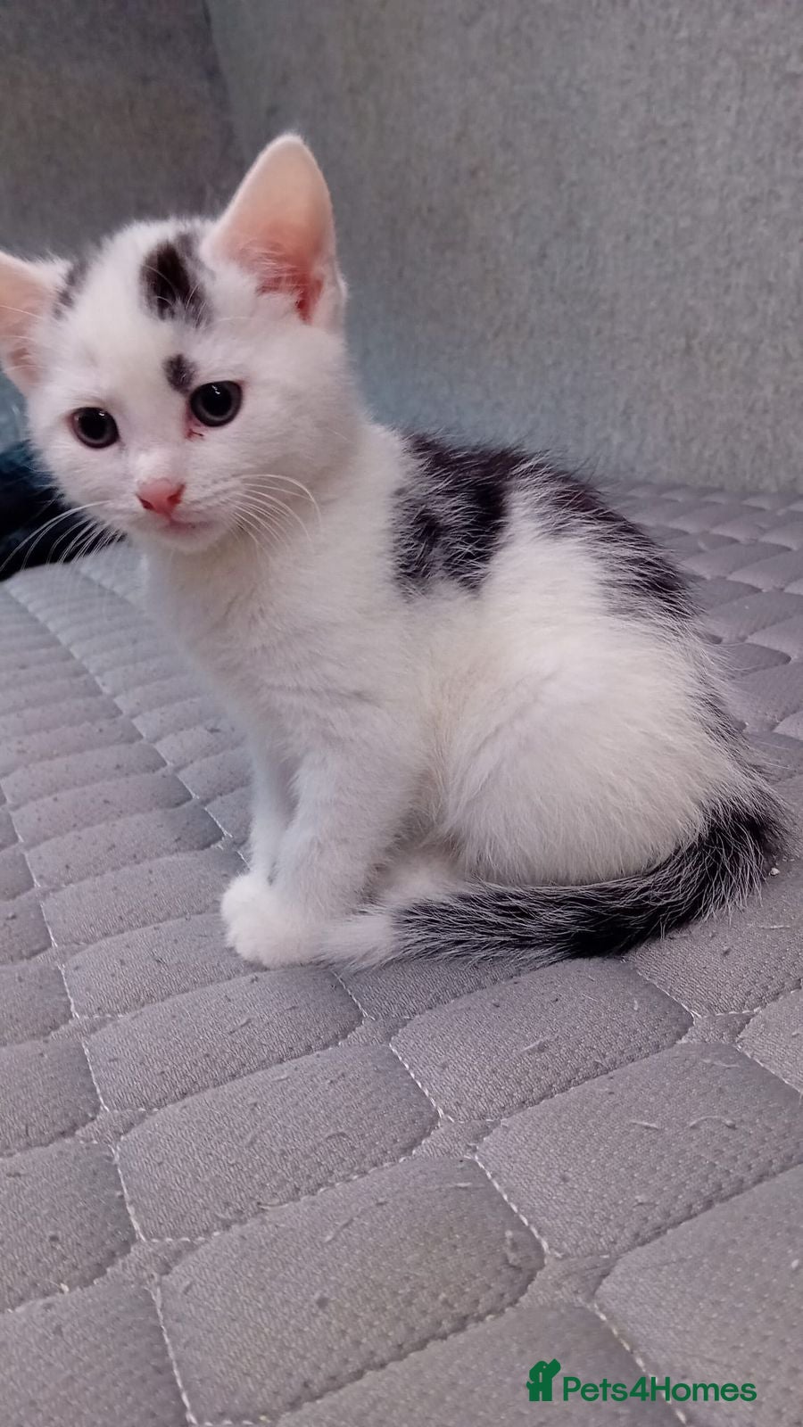 Mixed Breed cats Friendly kitten - Advert 1