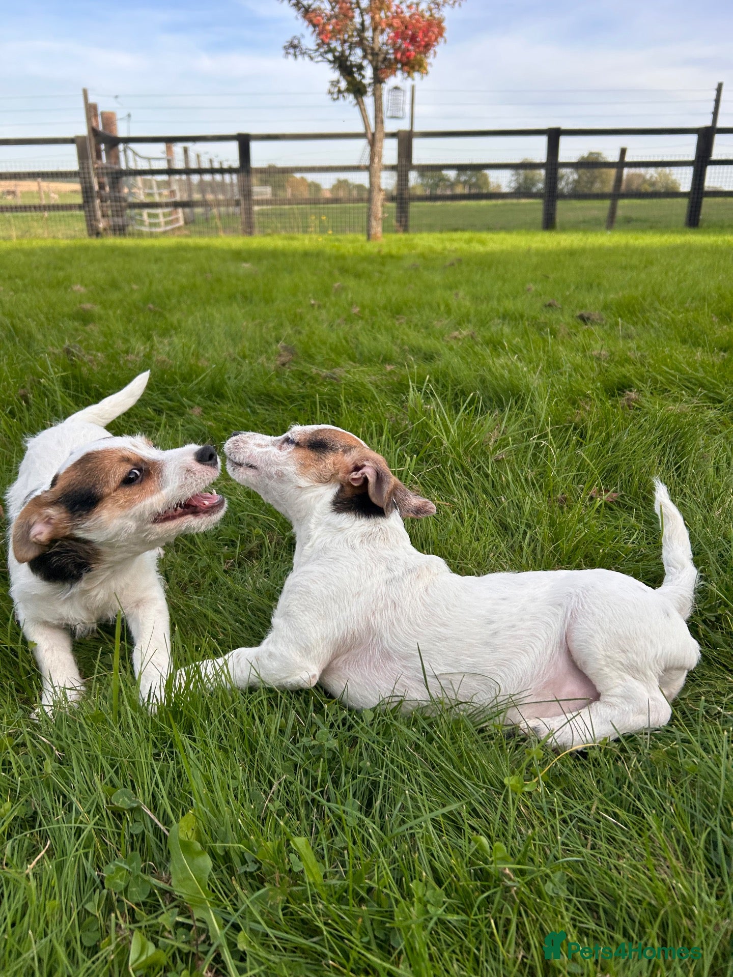 Jack Russell dogs Three beautiful jack Russel boys  - Advert 4