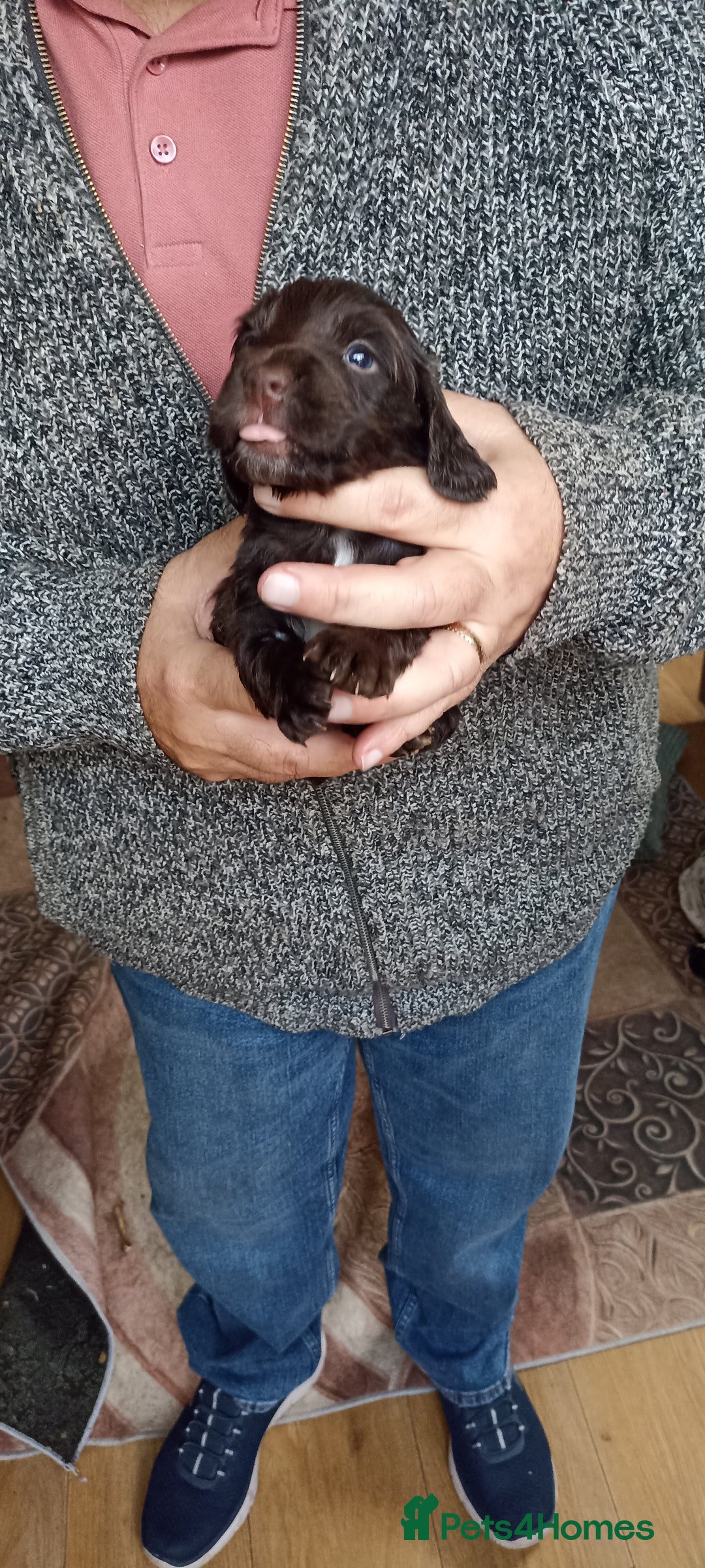 Cocker Spaniel dogs for sale: Stunning cocker spaniel litter  - Image 9