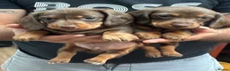 Miniature Dachshund dogs for sale: 6 gorgeous miniature Dachshunds 🥰 - Advert 4