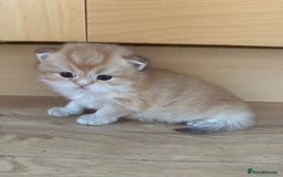 British Shorthair cats for sale: GCCF reg BSH & LH Chocolate & Black Golden Kittens - Image 19