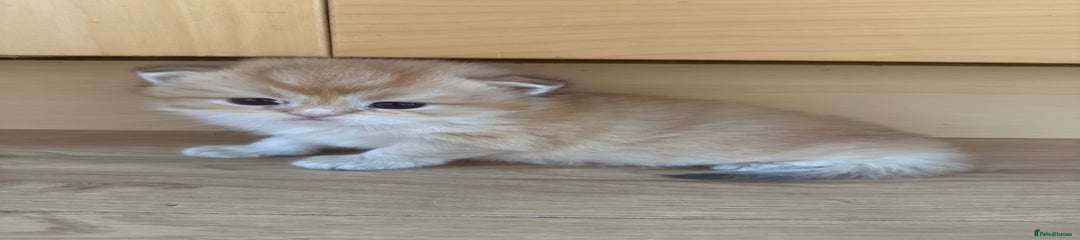 British Longhair Kitten 2