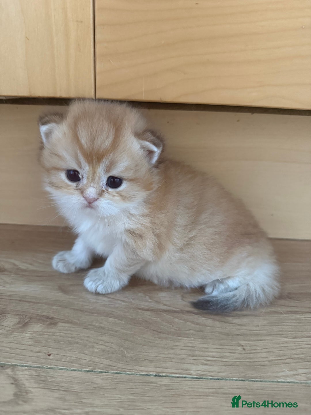British Shorthair cats for sale: GCCF reg BSH & LH Chocolate & Black Golden Kittens - Image 19