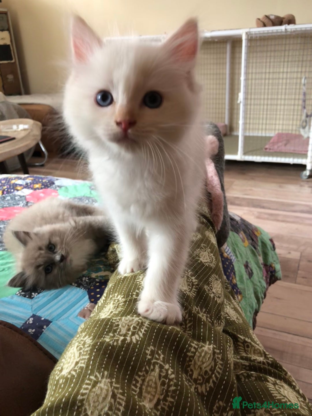 Ragdoll cats for sale: Tica reg Cherubim Ragdoll bonded siblings. Male.  - Advert 14