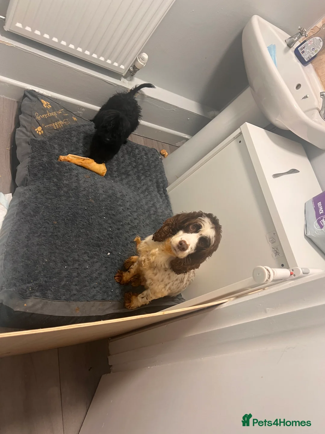 Cockapoo dogs for sale: 🐶 Black Girl (Tiny) 🐶 - Advert 14