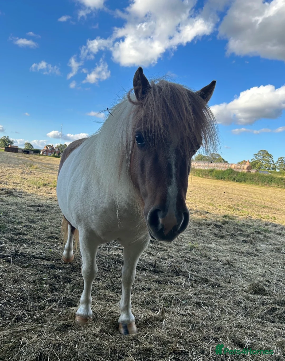 Shetland pony horses for sale: Pair of Shetland ponies - Advert 5