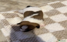 Jack Russell dogs for sale: Tri short legged jack Russell puppies - Image 3