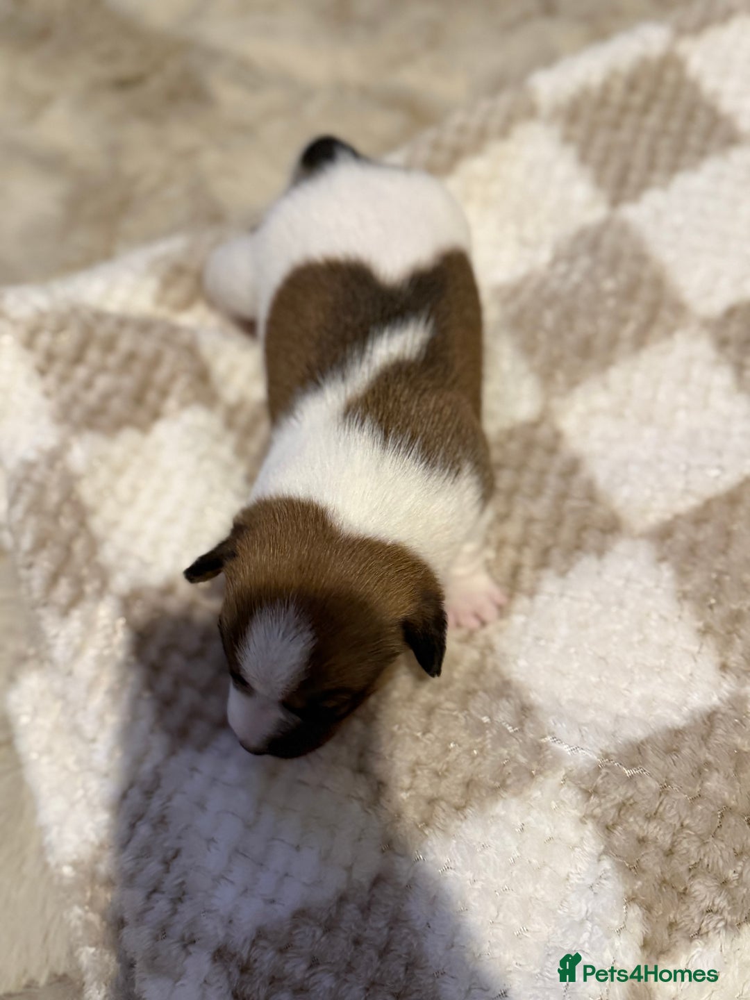 Jack Russell dogs for sale: Tri short legged jack Russell puppies - Image 3