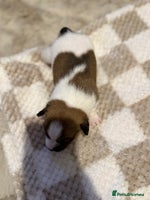 Jack Russell dogs - Advert 13