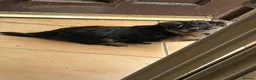 Yorkshire Terrier dogs for sale: Pedigree Yorkshire terrier pups - Advert 4
