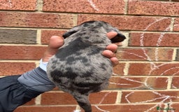 Miniature Dachshund dogs for sale: Miniature dachshunds  - Image 15