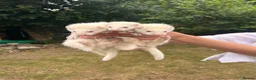 Ferret rodents for sale: 5 ferret kits for sale  - Advert 4