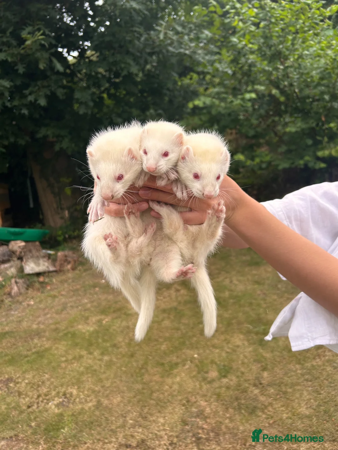 Ferret rodents for sale: 5 ferret kits for sale  - Advert 4