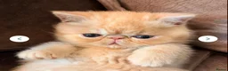 Persian cats for stud: G.C.C.F cream Stud Pedigree Champion Lineage - Advert 7