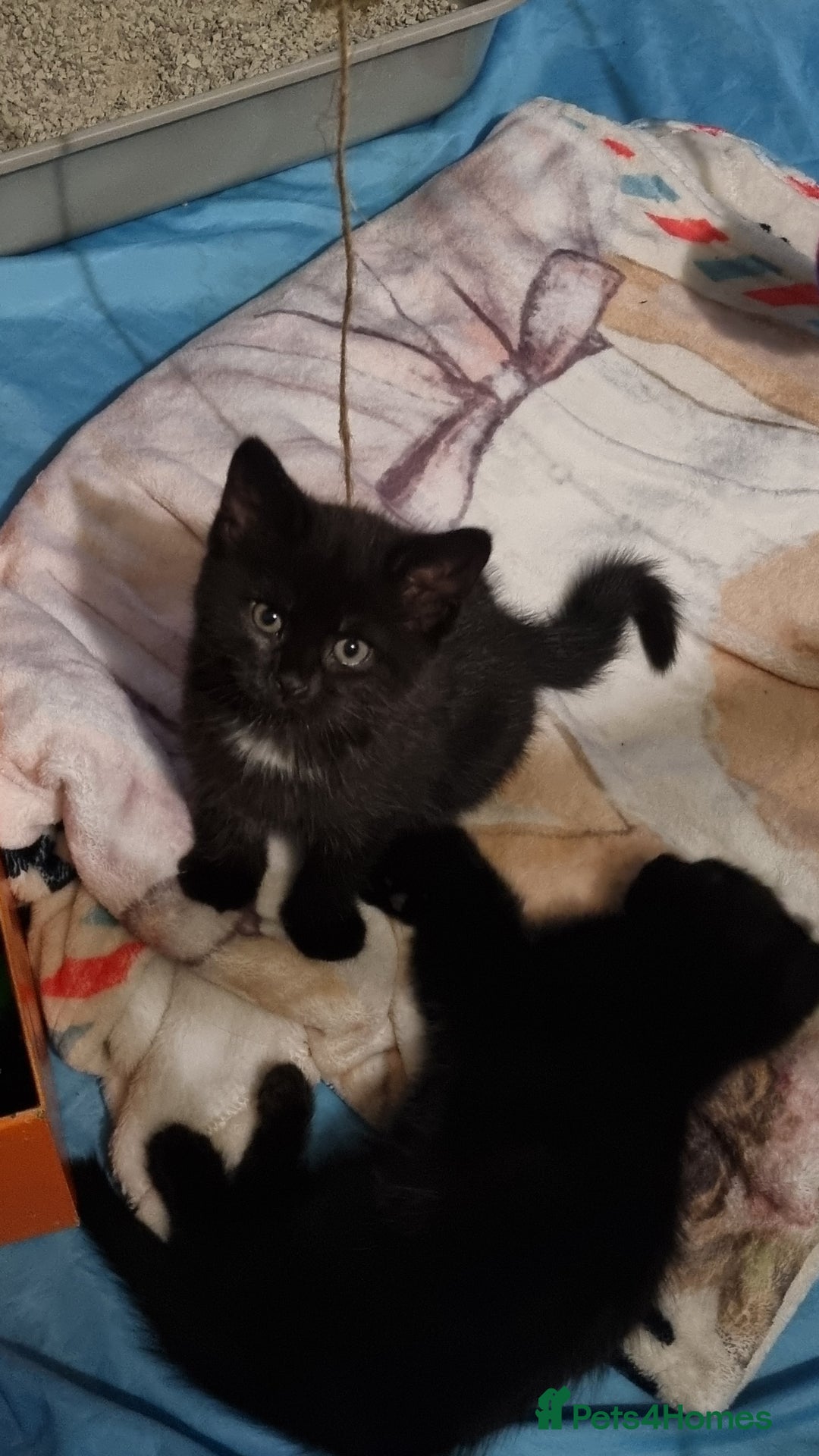 Mixed Breed cats for sale: Black tabby kittens just 2 left  - Image 2