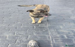 German Shepherd dogs for sale: German Shepherd  - Image 1